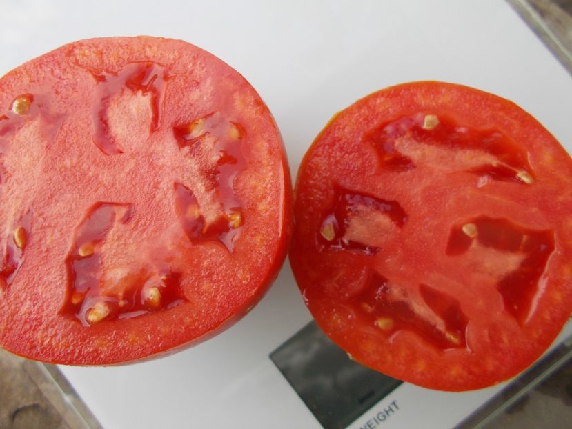  - SEMINTE ROSII - T 1047 BUZAU 4