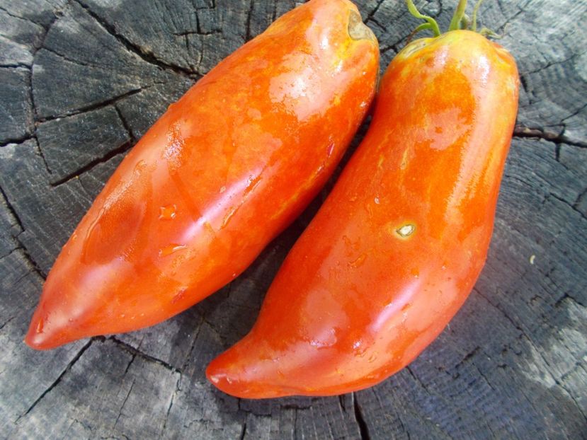  - SEMINTE ROSII - T 1045 HERA