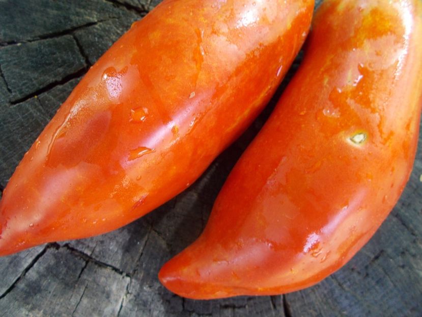  - SEMINTE ROSII - T 1045 HERA