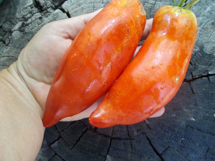  - SEMINTE ROSII - T 1045 HERA