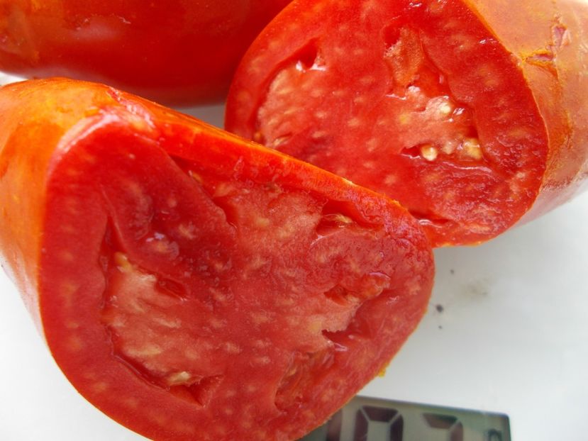  - SEMINTE ROSII - T 1045 HERA