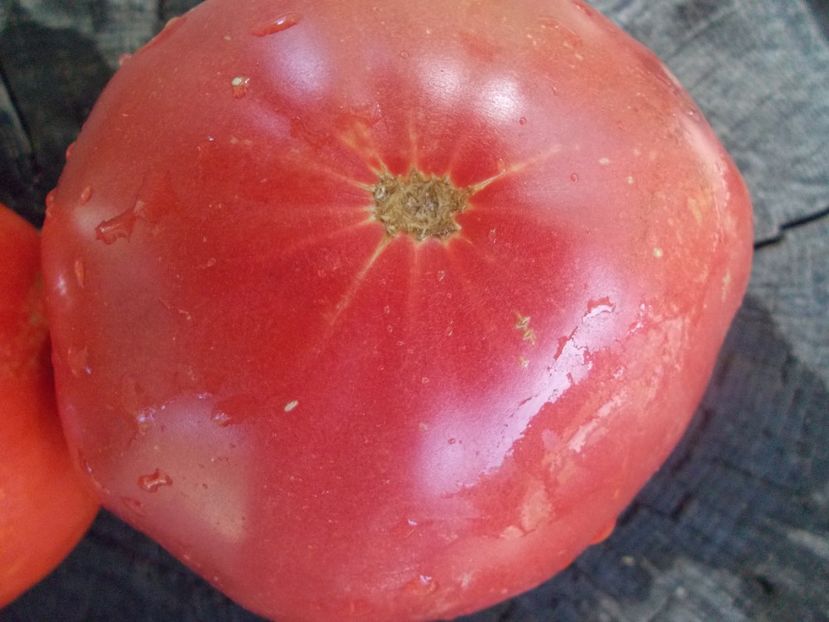  - SEMINTE ROSII - T 1094 INDIRA GANDHI