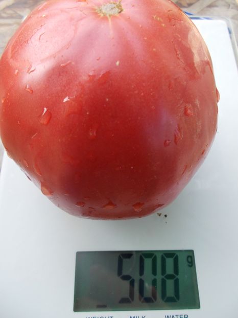  - SEMINTE ROSII - T 1094 INDIRA GANDHI