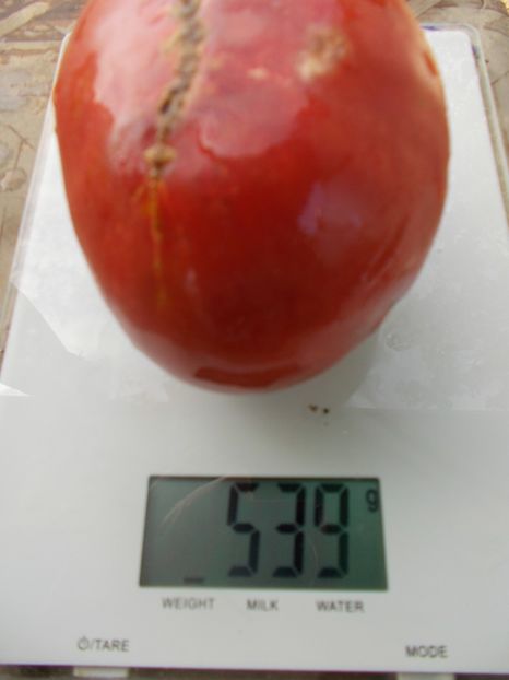  - SEMINTE ROSII - T 1094 INDIRA GANDHI