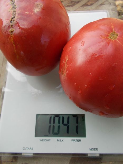  - SEMINTE ROSII - T 1094 INDIRA GANDHI