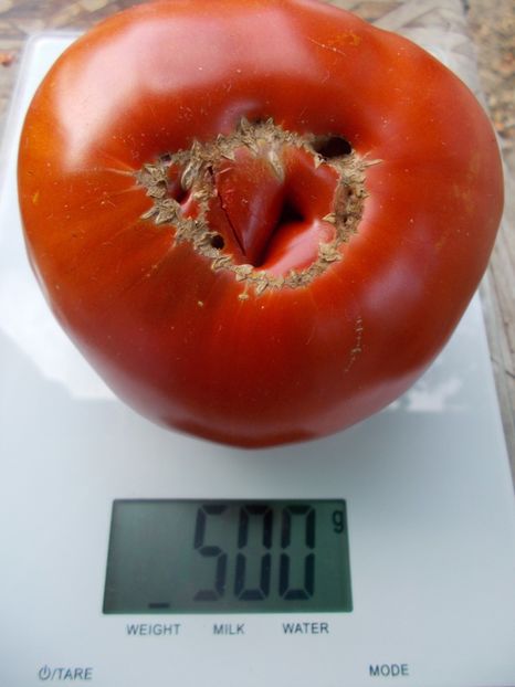  - SEMINTE ROSII - T 1041 ROSIE DE MAHMUDIA