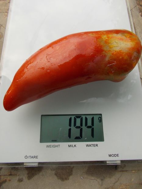  - SEMINTE ROSII - T 820 BIG RAY S ARGENTINA paste