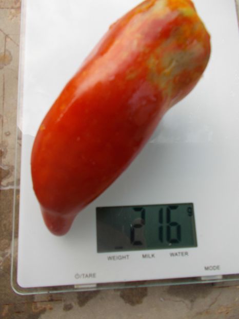  - SEMINTE ROSII - T 820 BIG RAY S ARGENTINA paste