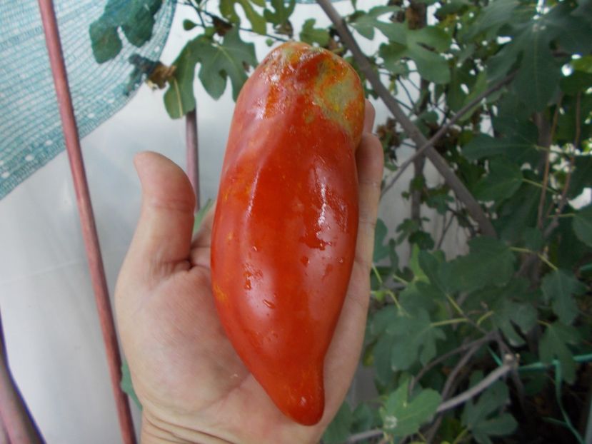  - SEMINTE ROSII - T 820 BIG RAY S ARGENTINA paste