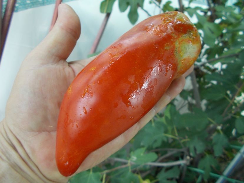  - SEMINTE ROSII - T 820 BIG RAY S ARGENTINA paste