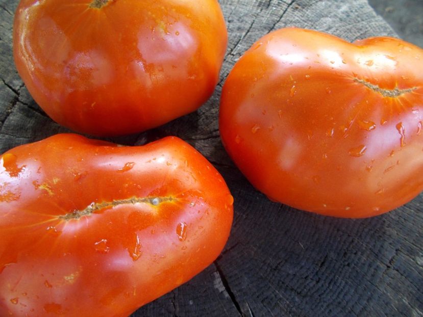  - SEMINTE ROSII - T 1052 LADY