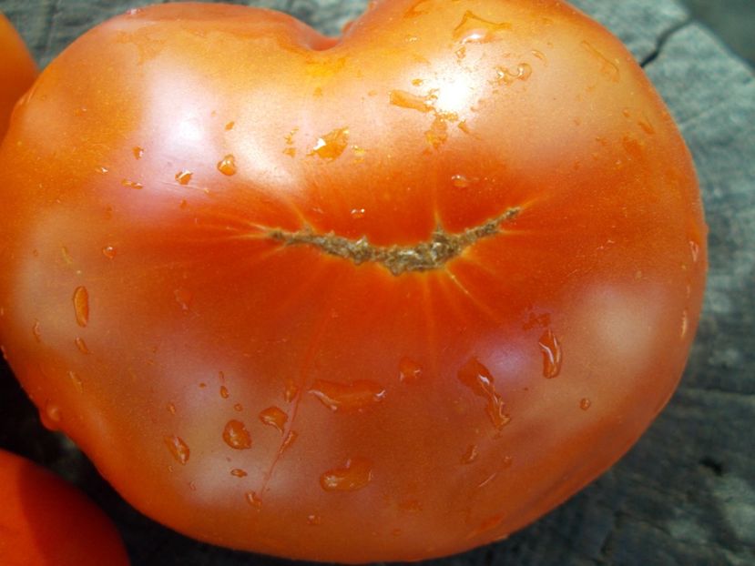  - SEMINTE ROSII - T 1052 LADY