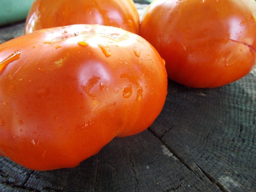  - SEMINTE ROSII - T 1052 LADY