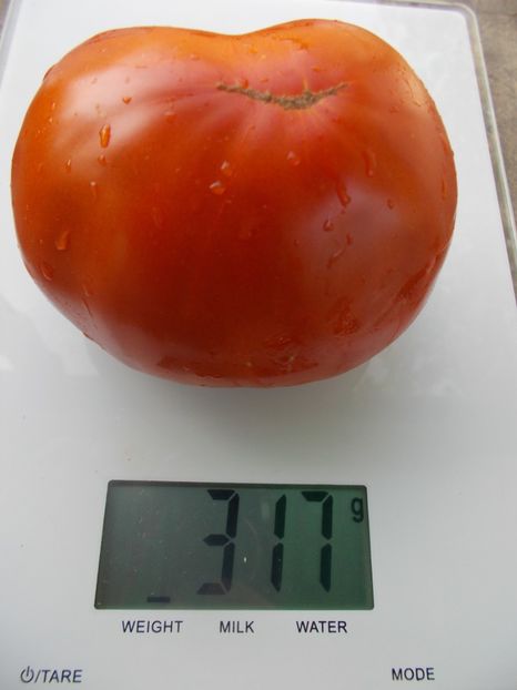  - SEMINTE ROSII - T 1052 LADY