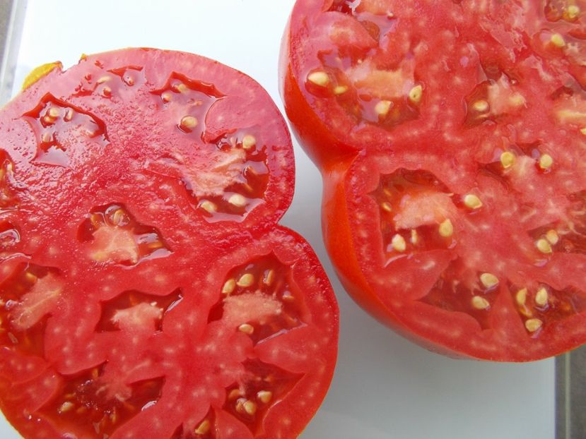  - SEMINTE ROSII - T 1052 LADY