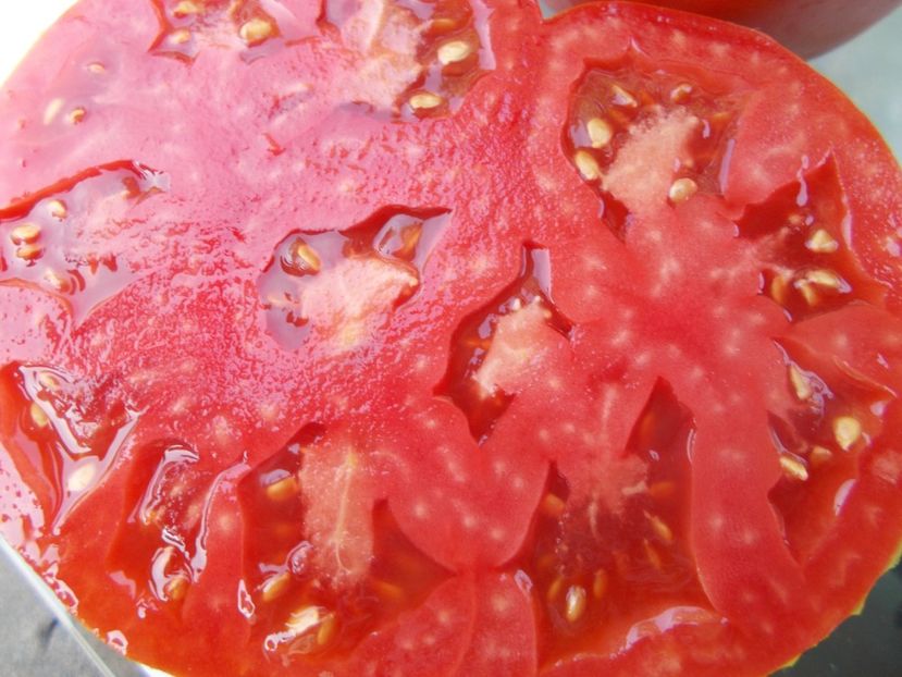  - SEMINTE ROSII - T 1052 LADY