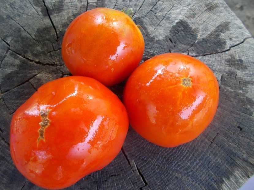  - SEMINTE ROSII - T 1128 DE CHEVRES