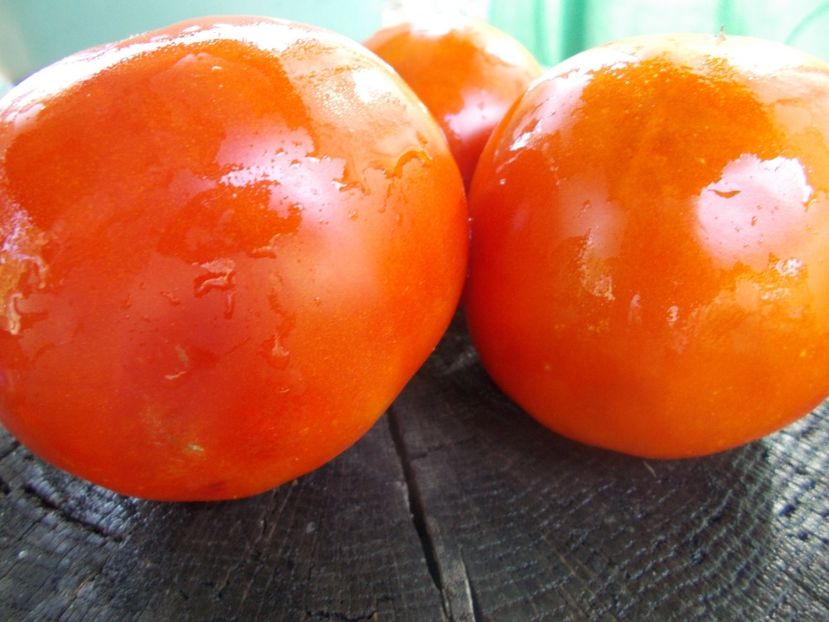  - SEMINTE ROSII - T 1128 DE CHEVRES