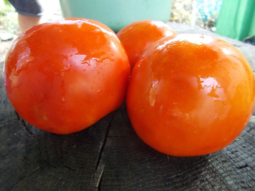  - SEMINTE ROSII - T 1128 DE CHEVRES