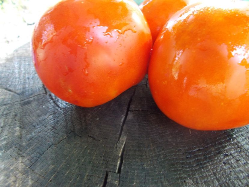  - SEMINTE ROSII - T 1128 DE CHEVRES