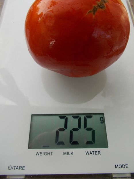  - SEMINTE ROSII - T 1128 DE CHEVRES