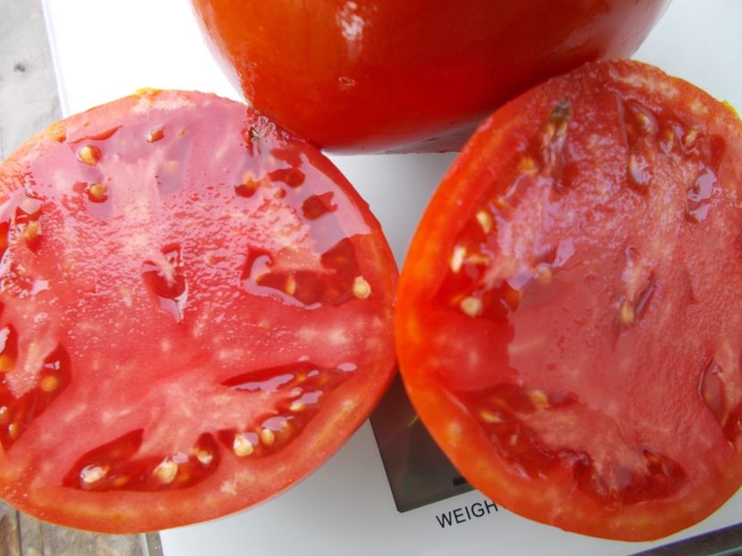  - SEMINTE ROSII - T 1128 DE CHEVRES