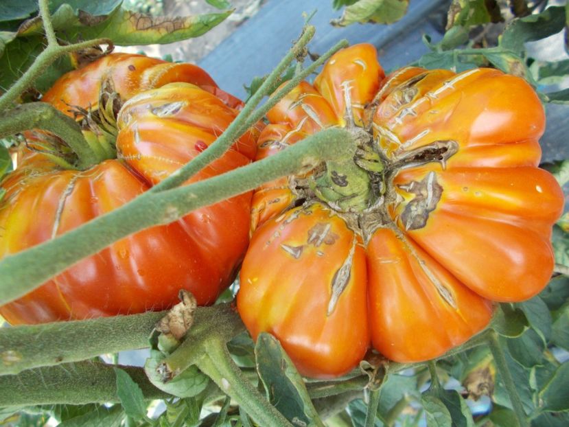  - SEMINTE ROSII - T 1025 ROSII BATRANESTI