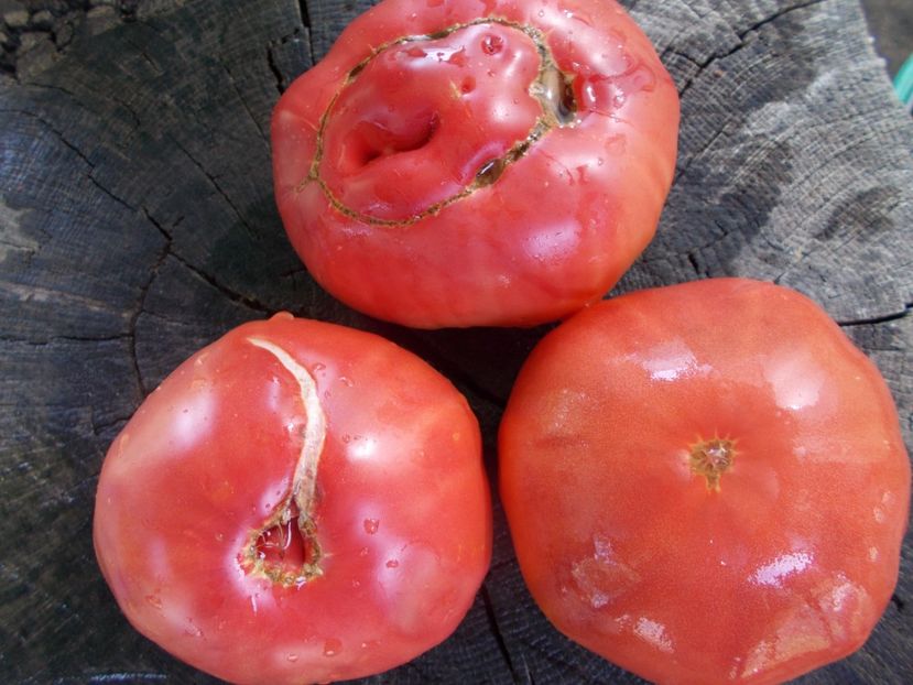  - SEMINTE ROSII - T 1068 HEART OF ROME