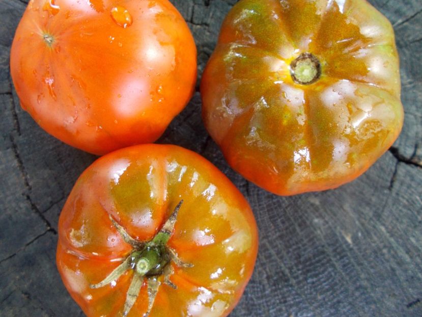  - SEMINTE ROSII - T 1057 SWEET MARMANDE