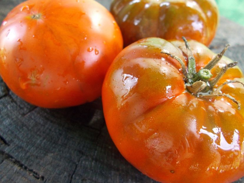  - SEMINTE ROSII - T 1057 SWEET MARMANDE