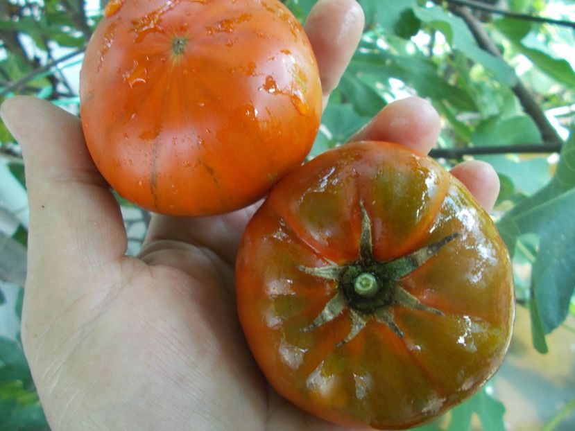  - SEMINTE ROSII - T 1057 SWEET MARMANDE