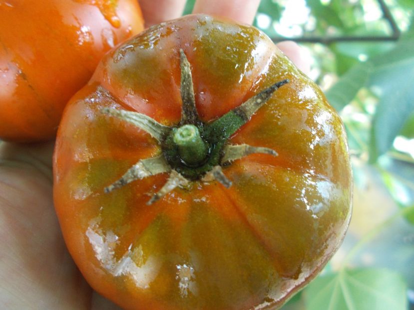  - SEMINTE ROSII - T 1057 SWEET MARMANDE