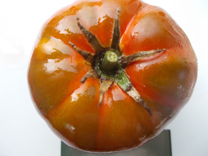  - SEMINTE ROSII - T 1057 SWEET MARMANDE