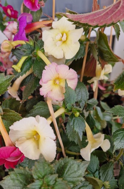  - Yellow English Rose p