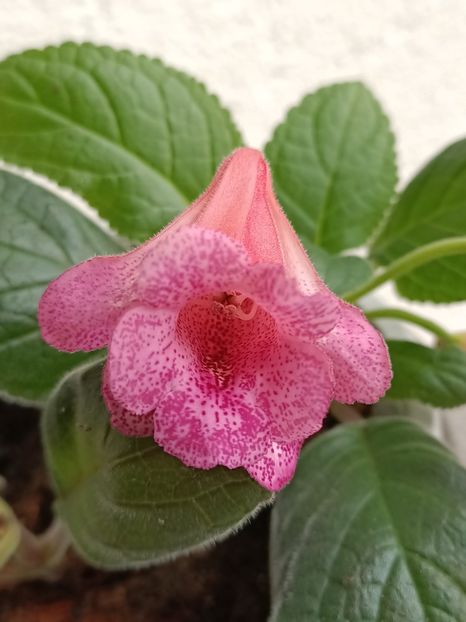 Img.2024.08.30 - 10-Sinningia