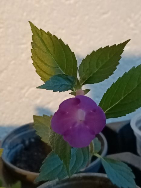 Img.2024.08.30-BriD's Andrea - Achimenes 2024