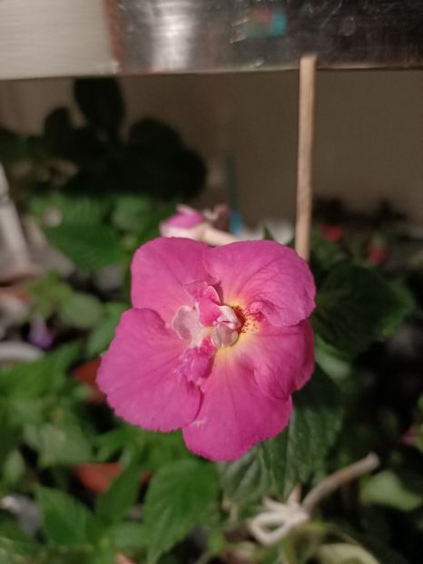 Img.2024.08.30-BriD's Sarah Gritzan - Achimenes 2024