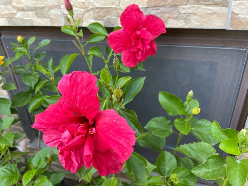  - 001 - Hibiscusi 2024 - 2