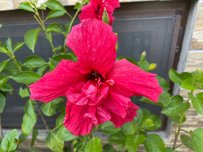  - 001 - Hibiscusi 2024 - 2