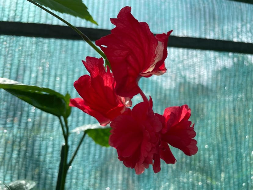  - 001 - Hibiscusi 2024 - 2