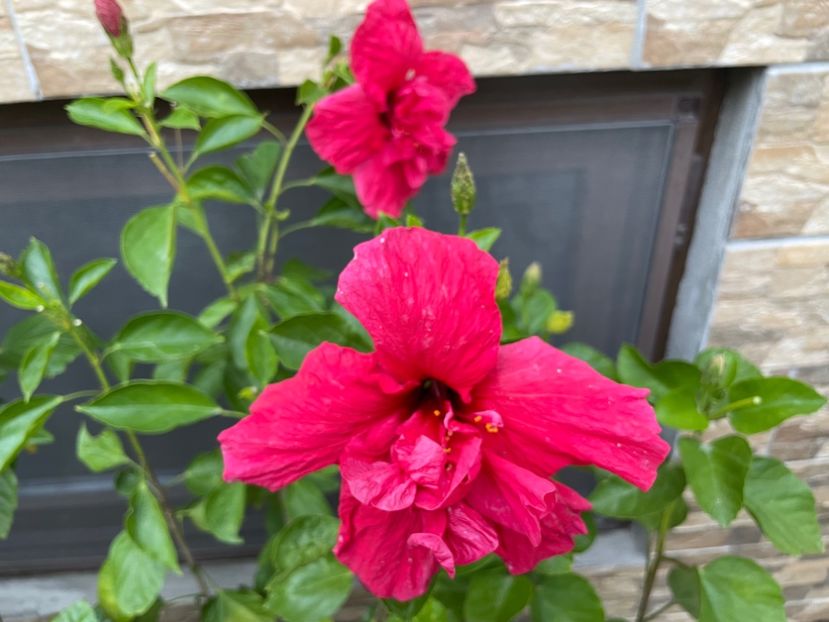  - 001 - Hibiscusi 2024 - 2