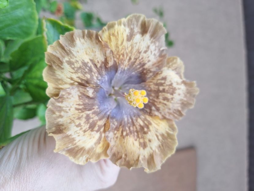  - Hibi Bo Den Beethoven Squared