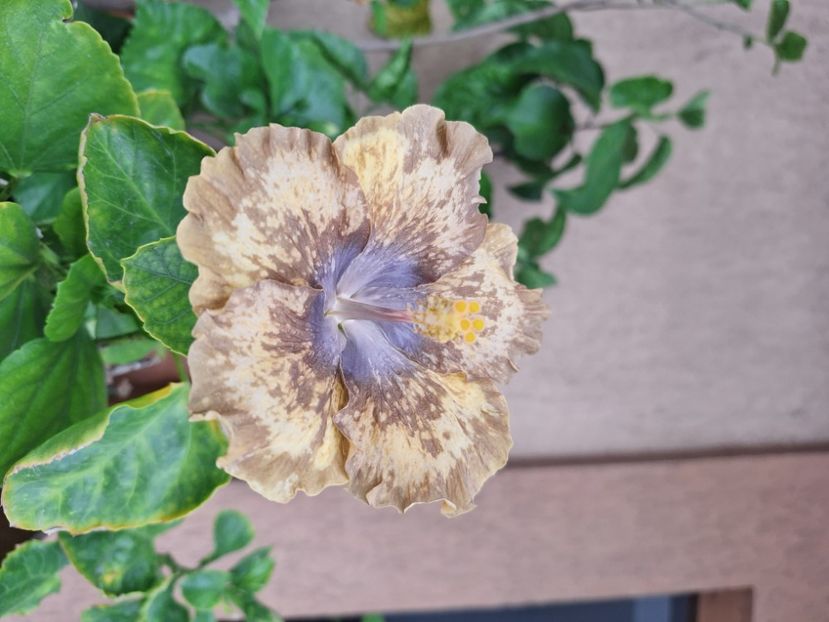  - Hibi Bo Den Beethoven Squared