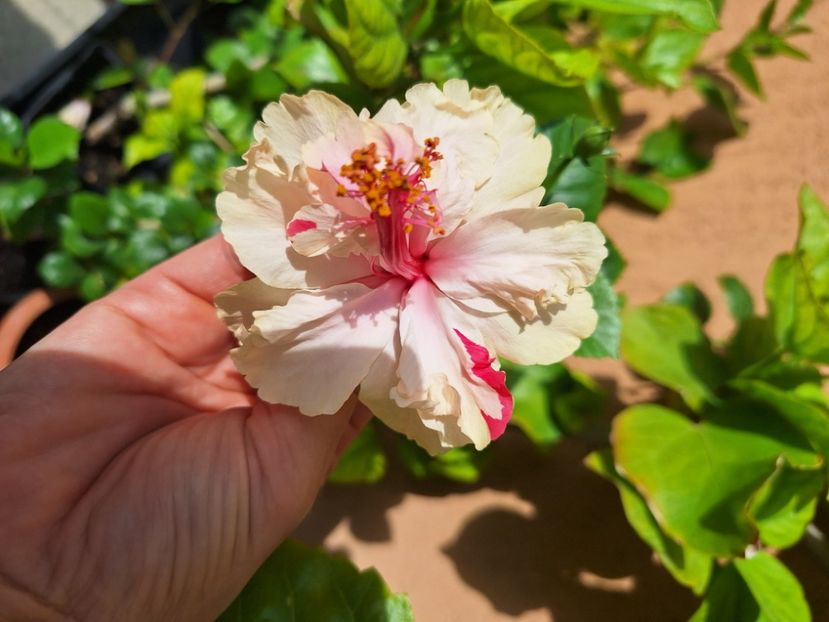  - Hibi White Pride of Hankins