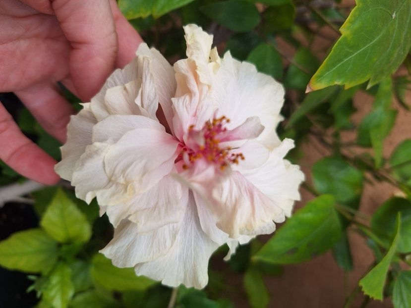  - Hibi White Pride of Hankins