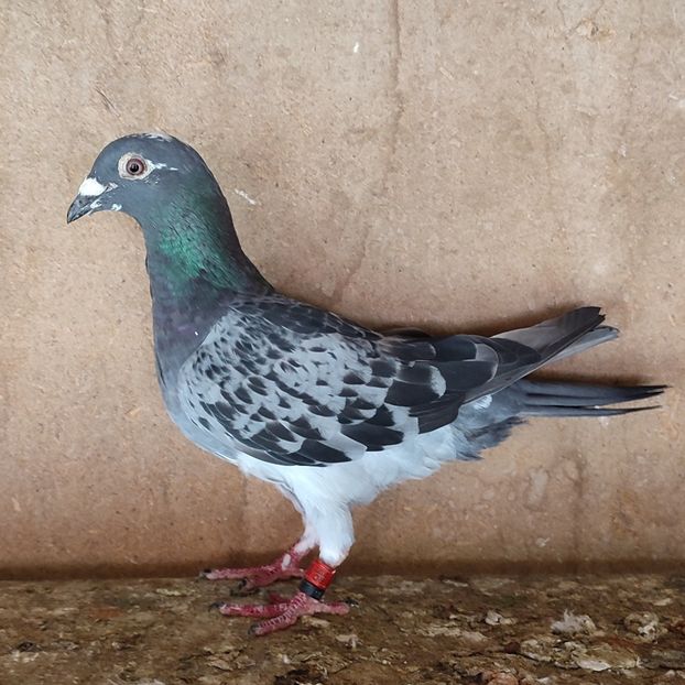 Femela 22-702 - Porumbei vanduti