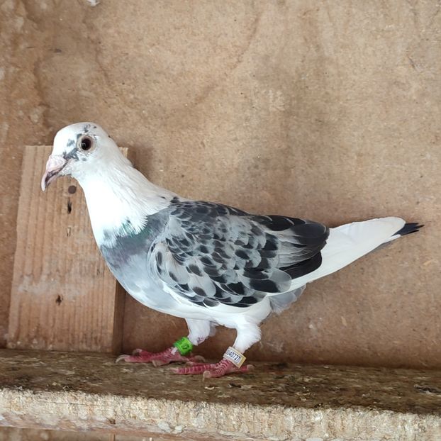 Femela 23-300 - Porumbei vanduti