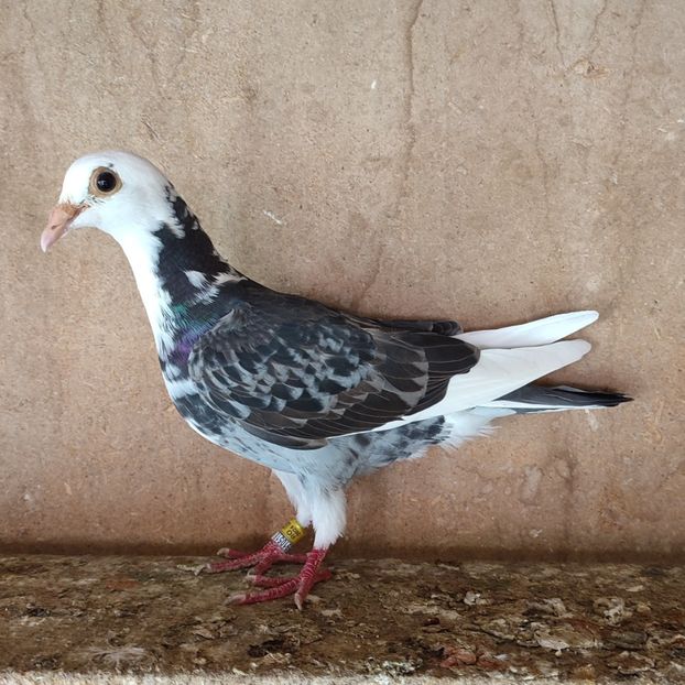 Pui 24-569 - Porumbei vanduti