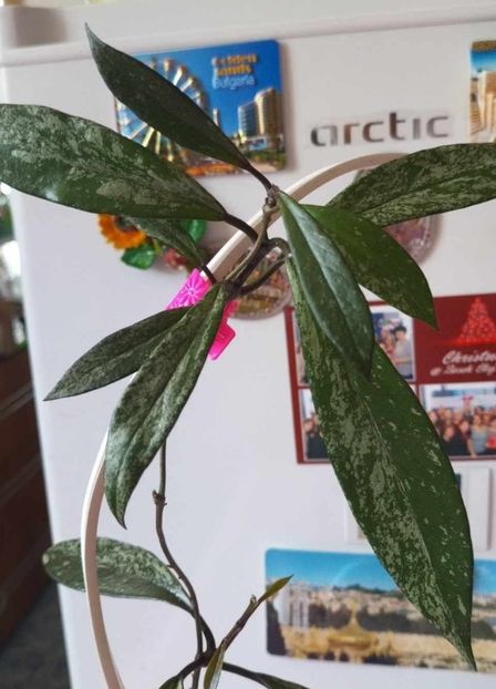1 septembrie 2024 - Hoya Pubicalyx Royal