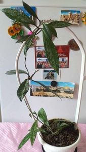 1 septembrie 2024 - Hoya Pubicalyx Royal